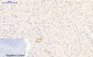 JAK1 (phospho Tyr1022) Polyclonal Antibody